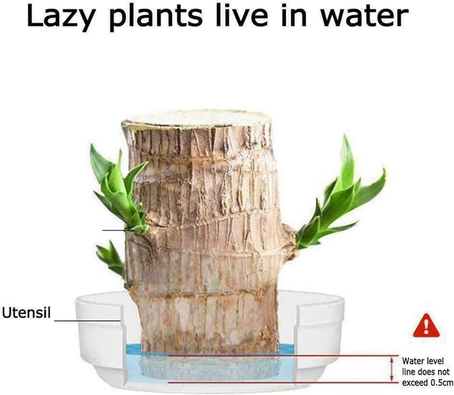 Brazilian Lucky Wood,Plant Decorations(Pack of 2)