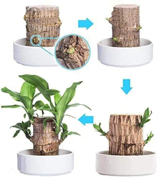 Brazilian Lucky Wood,Plant Decorations(Pack of 2)