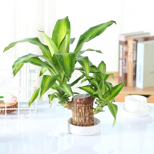 Brazilian Lucky Wood,Plant Decorations(Pack of 2)