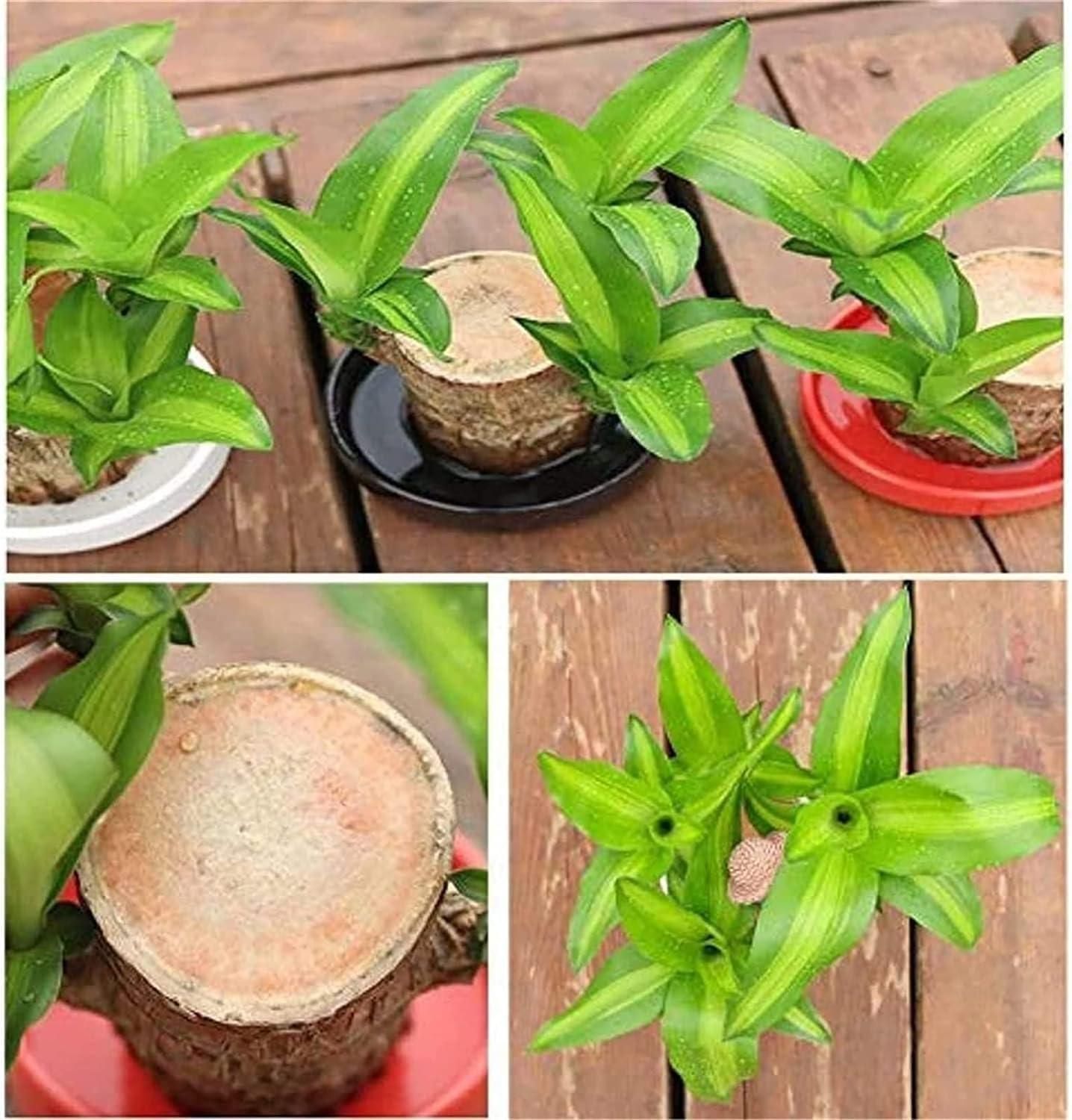 Brazilian Lucky Wood,Plant Decorations(Pack of 2)